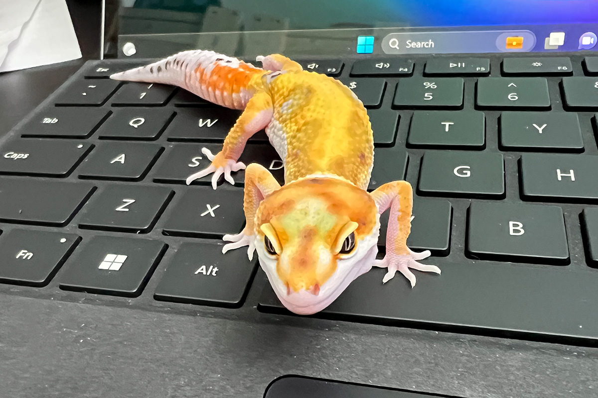 Gecko on Tech